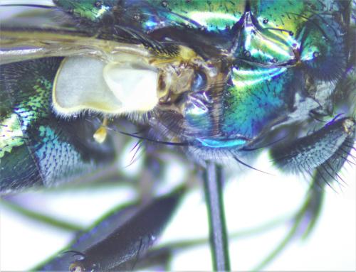 Lucilia sericata